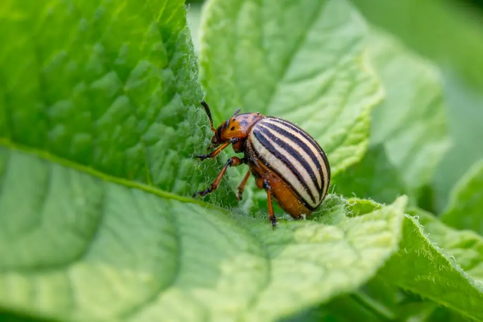 Commercial Pest Control