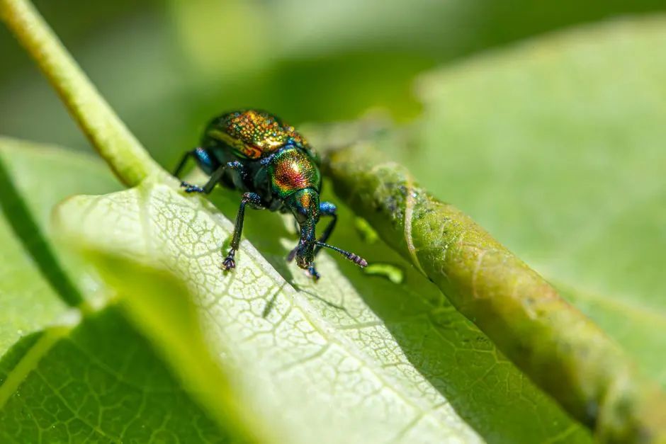 Residential Pest Control
