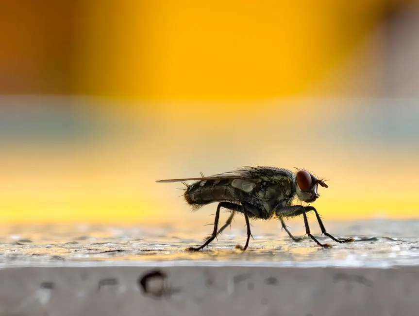 Detailed macro photo of a housefly on a textured surface with a vibrant background.