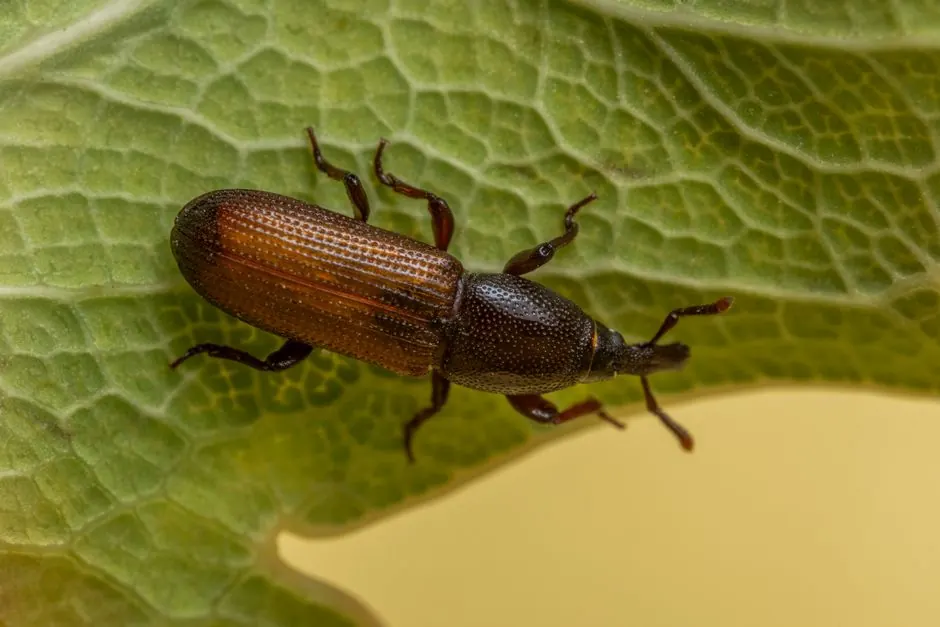 Pest Inspection and Identification