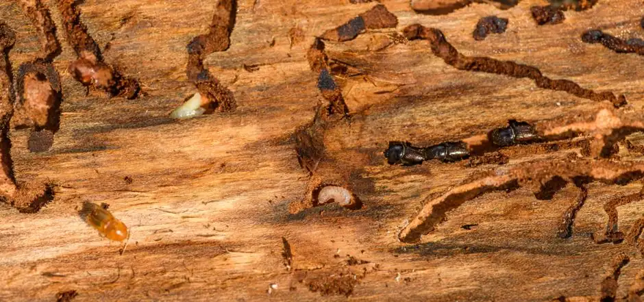 Termite Control and Inspections