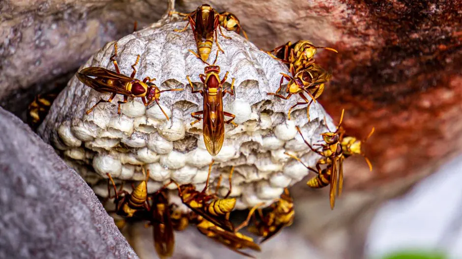 Wasp and Stinging Insect Removal