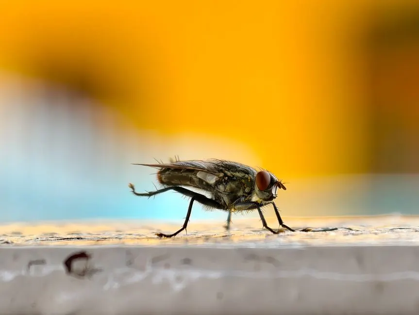 Why Alabama homeowners call us for roaches