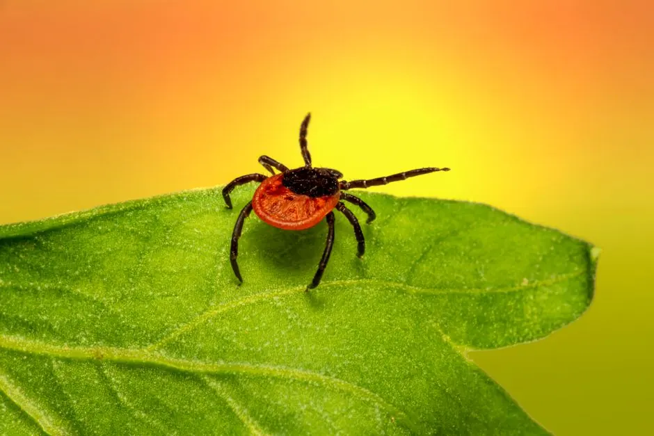 Licensed Wildlife and Pest Professionals