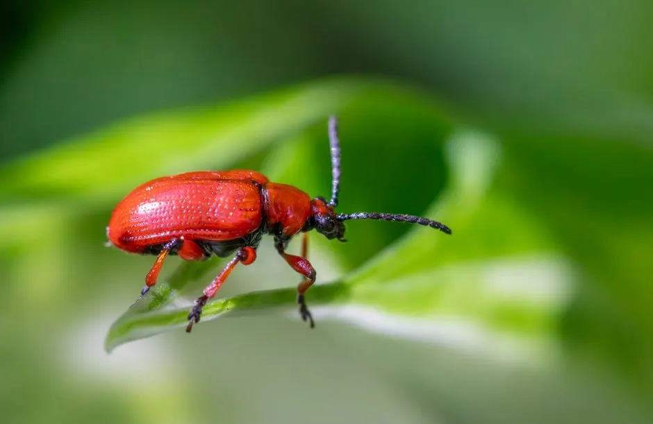Residential Pest Control