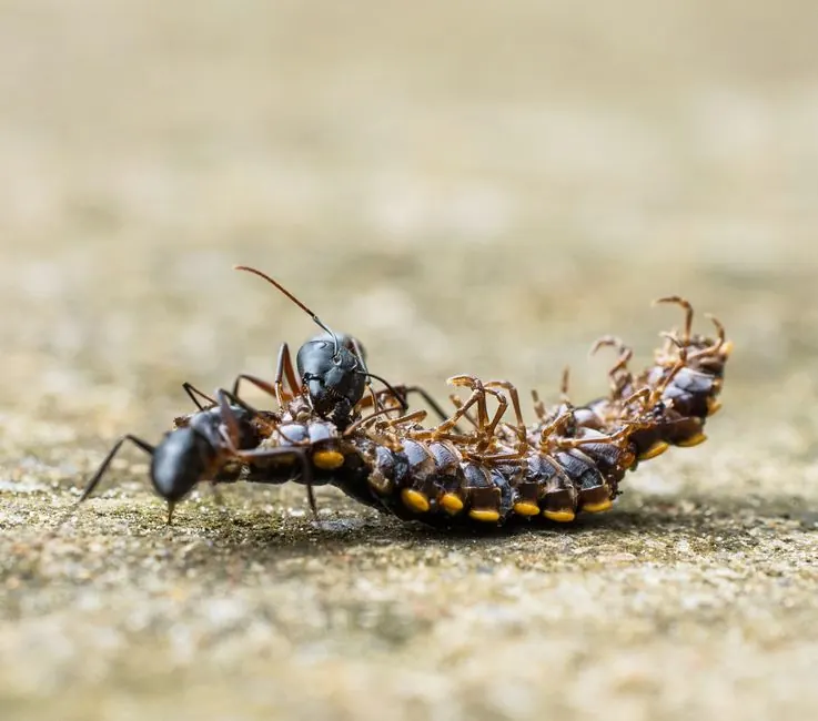 Residential Pest Control
