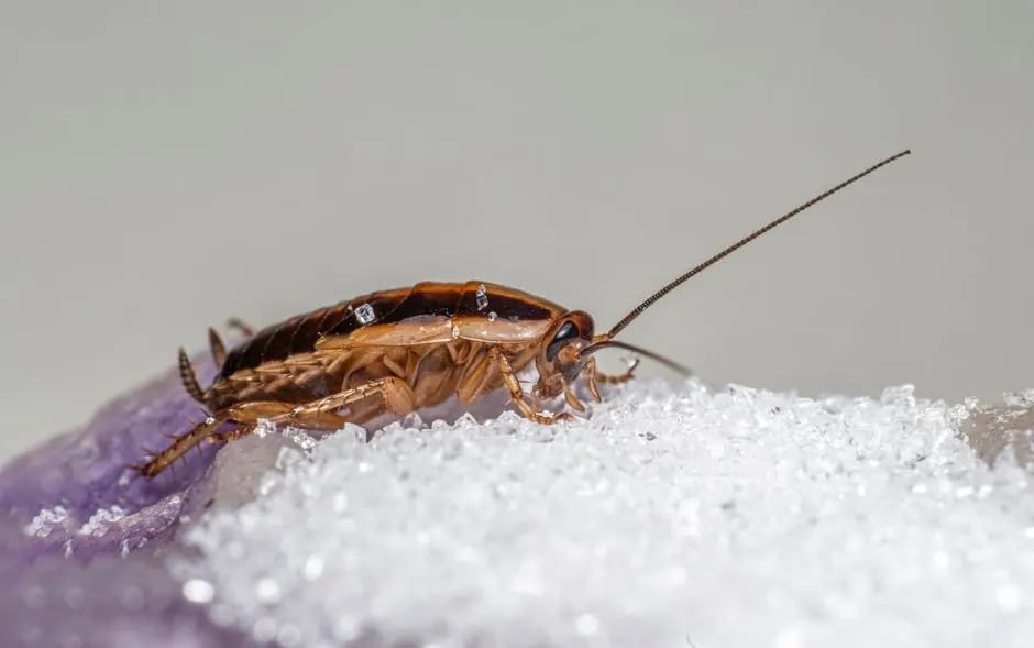 Commercial Pest Control
